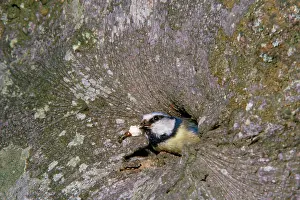 Fecal: Blue Tit - adult removing fecal sac from nest
