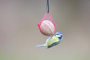 Cyanistes: Blue Tit - adult tit at a bird feeder - Germany