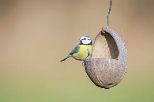 Cyanistes: Blue Tit - adult tit at a bird feeder - Germany