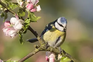 Cyanistes: Blue Tit - adult tit perched in flowering apple