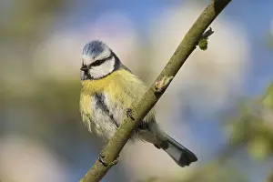 Cyanistes: Blue Tit - adult tit perched in flowering apple