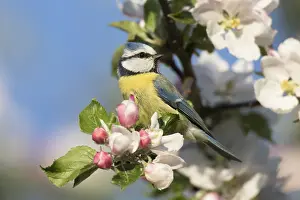 Cyanistes: Blue Tit - adult tit perched in flowering apple