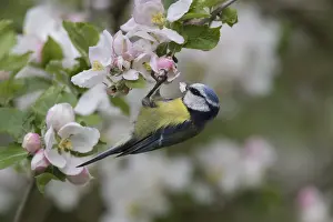 Cyanistes: Blue Tit - adult tit perched in flowering apple