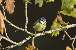 120219: Blue Tit - Autumn - Cornwall - UK