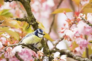 Cherry: Blue tit bird in a flowering cherry tree