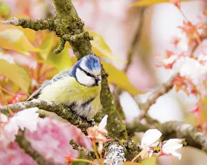 Cherry: Blue tit bird in a flowering cherry tree