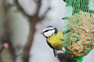 Birdfeeder: Blue Tit - on birdfeeder in winter