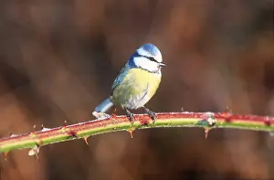 Tits: Blue TIT - on branch