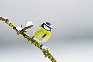 Brian Bevan: Blue Tit - on branch in snow