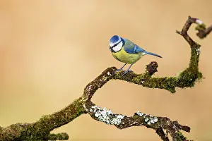 Moss: Blue Tit - on Branch - UK