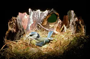 Brings: BLUE TIT - Brings material to nest