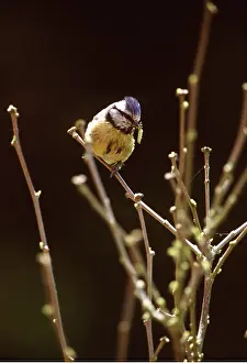 Caterpillars: BLUE TIT - with caterpillar / larvae in beak