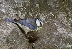 Holes: Blue Tit - Caterpillar / larvae In Mouth