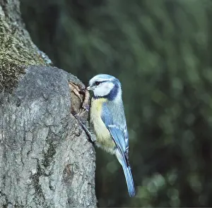Zdenek Tunka: BLUE TIT - With caterpillar / larvae at nest hole