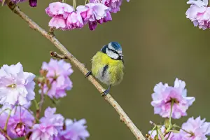 300817: Blue Tit - On Cherry Blossom - Cornwall -UK