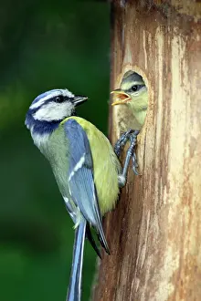 Nestbox: Blue Tit - chick begging for food at nestbox entrance