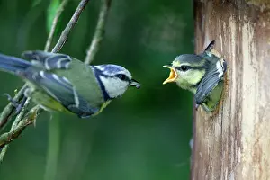 Nestbox: Blue Tit - chick begging for food at nestbox entrance