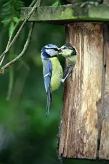 Nestbox: Blue Tit - chick begging for food at nestbox entrance