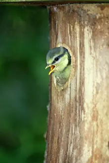 Nestbox: Blue Tit - chick at nestbox entrance
