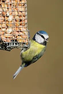 Peanuts: Blue Tit - Close-up of bird hanging from a peanut feeder