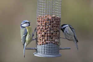 Coal: Blue Tit and Coal Tit - at a feeding station - Scotland