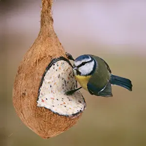 Suet: BLUE TIT - on coconut filled with seeds, nut &