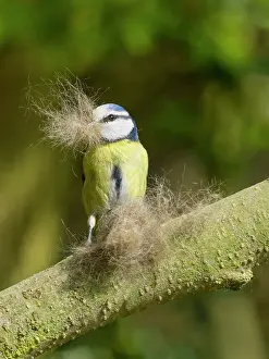 Caeruleus: Blue tit - collecting cat fur for nest building