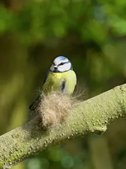 Caeruleus: Blue tit - collecting cat fur for nest building