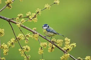 United Kingdom: Blue Tit - on Cornellian Cherry Blossom - UK