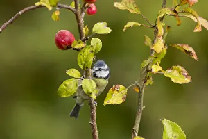 160118: Blue Tit - on Crab Apple Tree - Cornwall - UK