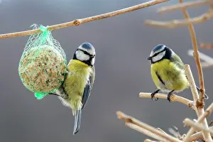 Plastic: Blue Tit (Cyanistes caeruleus) 2 adults feeding