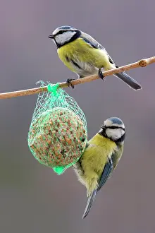 Plastic: Blue Tit (Cyanistes caeruleus) 2 adults feeding