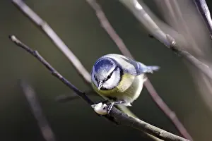 Pulses: Blue tit (Cyanistes caeruleus), close-up, songbird, bird