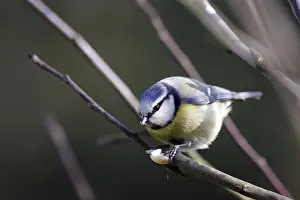 Section: Blue tit (Cyanistes caeruleus)