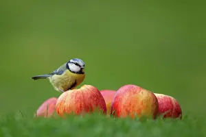 Apples: Blue tit (Cyanistes Caeruleus), adult bird on apples