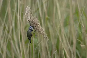Old Bird: Blue tit (Cyanistes Caeruleus) adult bird feeding on a Common reed seedhead
