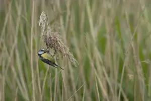Reeds: Blue tit (Cyanistes Caeruleus) adult bird feeding on a Common reed seedhead in a reedbed