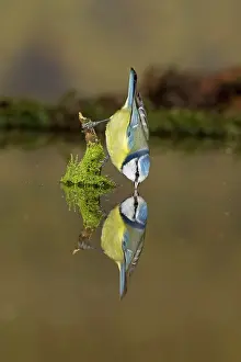 Thirst: Blue tit (Cyanistes caeruleus), adult, drinking