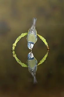 Thirst: Blue Tit (Cyanistes caeruleus) adult, drinking