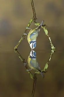 Blue Tit (Cyanistes caeruleus) adult, drinking