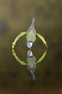 Caeruleus: Blue tit (Cyanistes caeruleus), adult, drinking