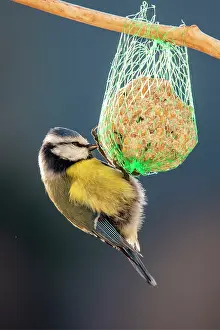 Plastic: Blue Tit (Cyanistes caeruleus) adult feeding on