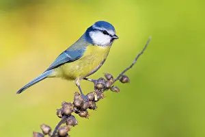 Titmouse: Blue Tit (Cyanistes caeruleus), adult perched on