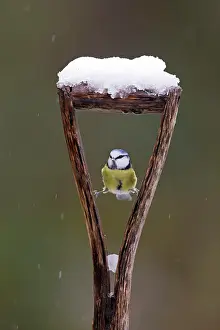 Cyanistes: Blue Tit (Cyanistes caeruleus) adult, perched on