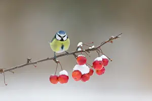 Caeruleus: Blue Tit (Cyanistes caeruleus) adult, perched on