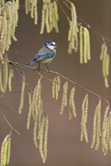 Caeruleus: Blue Tit (Cyanistes caeruleus) adult, perched among