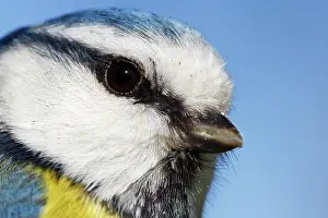 Biosphrenreservat: Blue tit (Cyanistes caeruleus), animal portrait