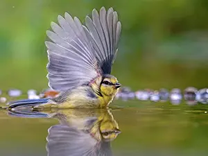 Caeruleus: Blue tit (Cyanistes caeruleus) bathing in shallow