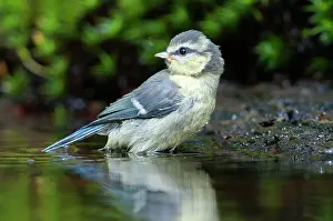 Gardenbird: Blue Tit (Cyanistes caeruleus) bathing in water