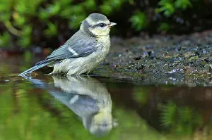 Gardenbird: Blue Tit (Cyanistes caeruleus) bathing in water
